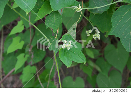 アレチウリ 82260262