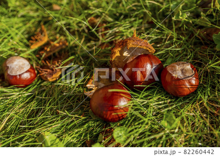 Chestnuts in an open shell lying between autumn grass and fallen leaves. Beautiful autumn macro close-up 82260442