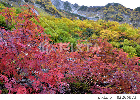 絶景紅葉 錦秋の北アルプス・涸沢への道 絶景紅葉 錦秋の北アルプス・涸沢への道 82260973