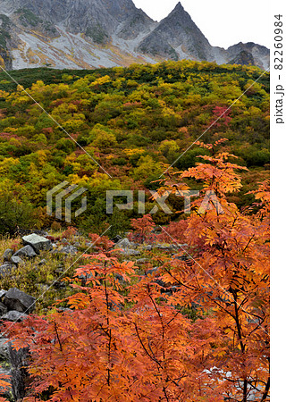 絶景紅葉 錦秋の北アルプス・涸沢への道 絶景紅葉 錦秋の北アルプス・涸沢への道 82260984