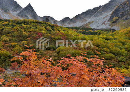 絶景紅葉　錦秋の北アルプス・涸沢への道 82260985
