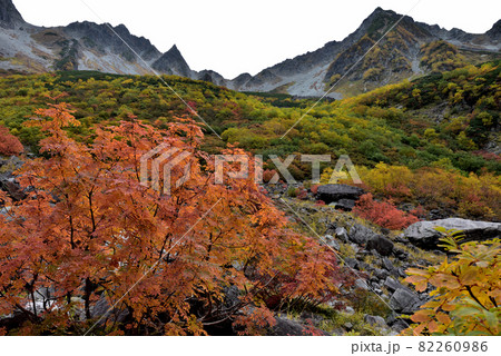 絶景紅葉　錦秋の北アルプス・涸沢への道 82260986
