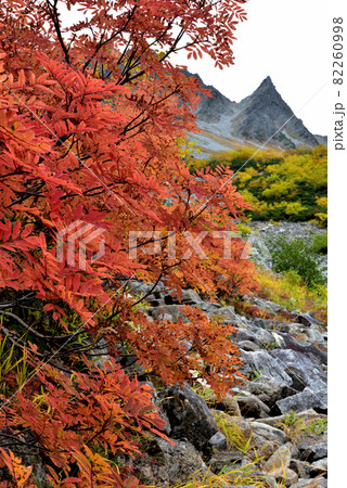 絶景紅葉 錦秋の北アルプス・涸沢への道 絶景紅葉 錦秋の北アルプス・涸沢への道 82260998