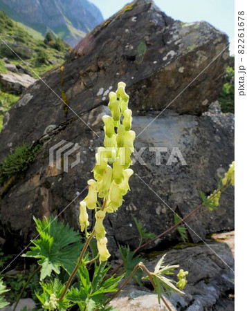 黄色い花のアコニツム・リコクトヌム　Aconitum lycoctonum 82261678