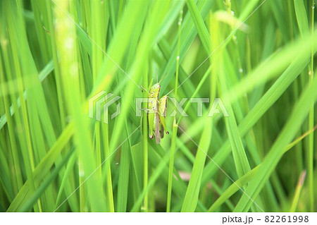 ハネナガイナゴ 82261998