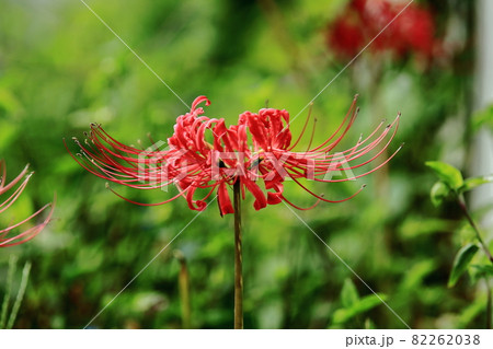 彼岸花 彼岸花 82262038