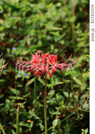 彼岸花 彼岸花 82262039