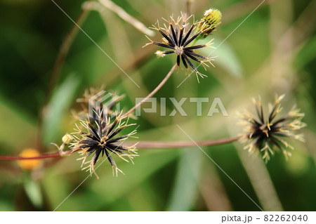 センダングサ 82262040