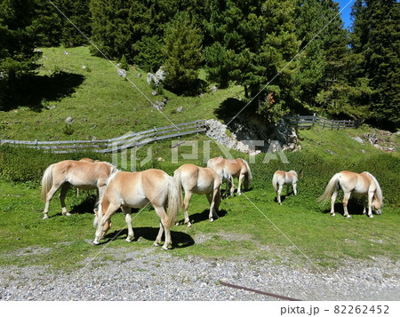 イタリア　ドロミテ地方のアルペ・ディ・シウジ 82262452