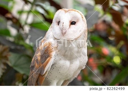 メンフクロウ メンフクロウ 82262499