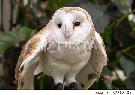 メンフクロウ フクロウ リアル リアル メンフクロウ 野鳥彫刻 バード