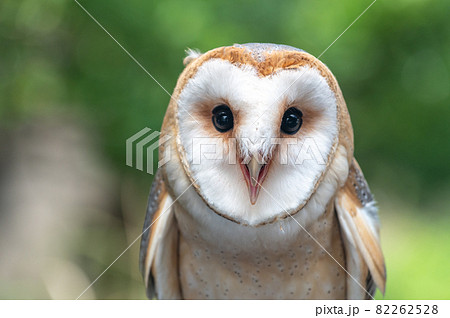 メンフクロウ 82262528