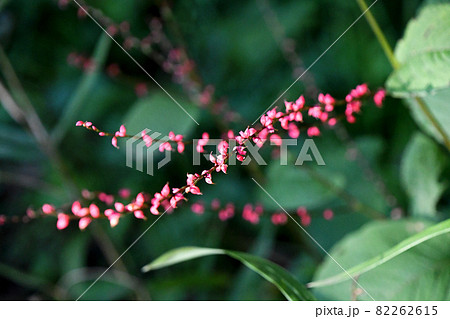 ミズヒキ（水引） 82262615