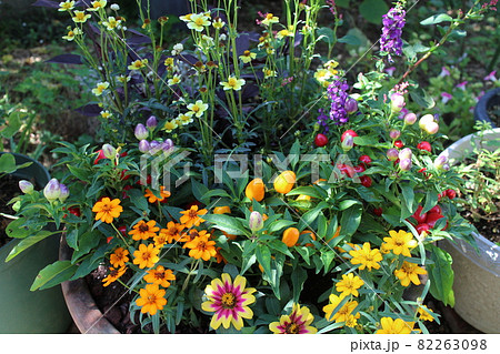 庭の花寄せ植え 庭の花寄せ植え 82263098