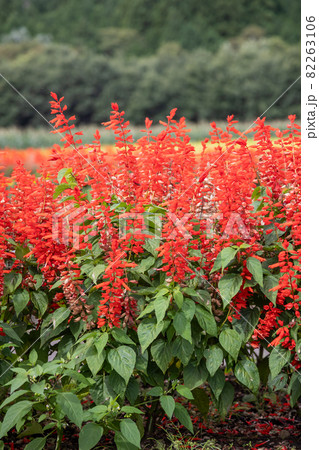 サルビアの花壇 サルビアの花壇 82263106