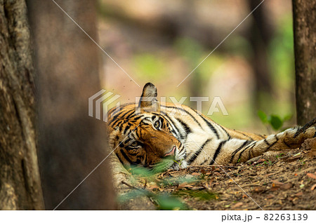 wild royal bengal male tiger portrait with eye contact in outdoor wildlife safari at bandhavgarh national park or tiger reserve madhya pradesh india - panthera tigris tigris wild royal bengal male tiger portrait with eye contact in outdoor wildlife safari at bandhavgarh national park or tiger reserve madhya pradesh india - panthera tigris tigris 82263139
