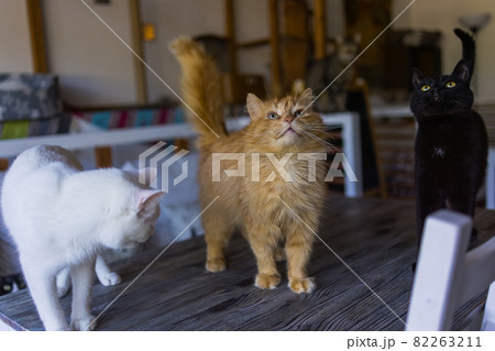 A red-haired cute cat is sitting at a white table on a white chair in front of a crock and waiting for a meal. A red-haired cute cat is sitting at a white table on a white chair in front of a crock and waiting for a meal. 82263211