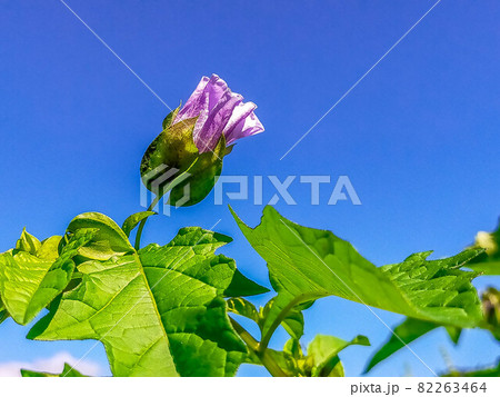 秋の青空と大千成の花 82263464
