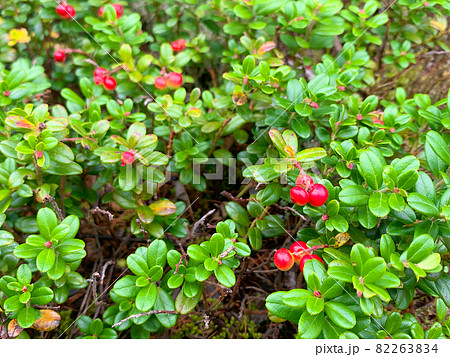 ヤマモモの実1　富士山 82263834