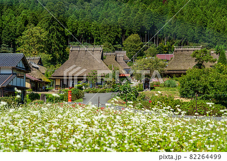 京都府の美山町にあるかやぶきの里 蕎麦の花 京都府の美山町にあるかやぶきの里 蕎麦の花 82264499