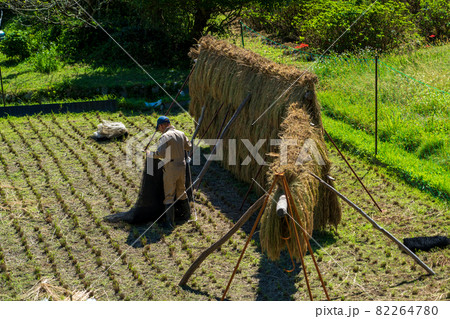 稲を乾かす作業 稲を乾かす作業 82264780