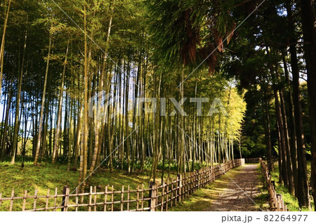 竹と柵と道 竹と柵と道 82264977