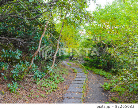 富士山の散策路5 82265032