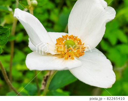 庭に咲いた純白の秋明菊 庭に咲いた純白の秋明菊 82265410