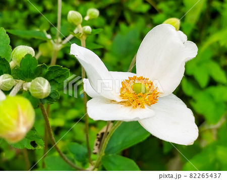 庭に咲いた純白の秋明菊 82265437