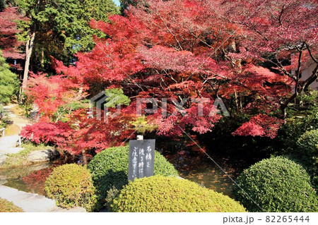 金戒光明寺・池泉庭園の紅葉 金戒光明寺・池泉庭園の紅葉 82265444