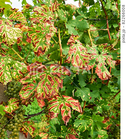 Grapevine stripe diseas eesca appear as dark red or yellow stripes on leaves Grapevine stripe diseas eesca appear as dark red or yellow stripes on leaves 82266008