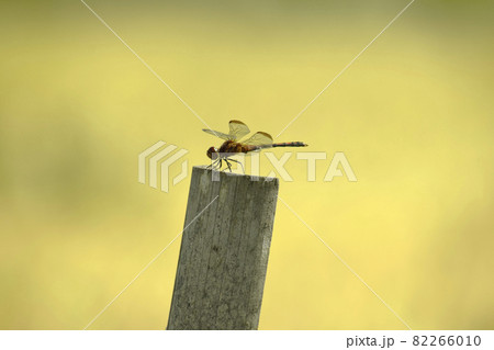 黄金色の稲穂と竹の棒に止まるクルマトンボ 黄金色の稲穂と竹の棒に止まるクルマトンボ 82266010