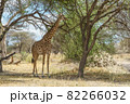 タンザニアのタランギレ国立公園で木陰で休むかわいいマサイキリン 82266032
