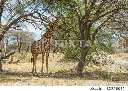 タンザニアのタランギレ国立公園で木陰で休むかわいいマサイキリン 82266032
