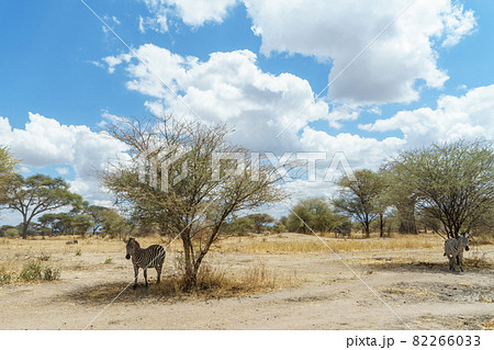 タンザニアのタランギレ国立公園の木陰で休むシマウマ タンザニアのタランギレ国立公園の木陰で休むシマウマ 82266033