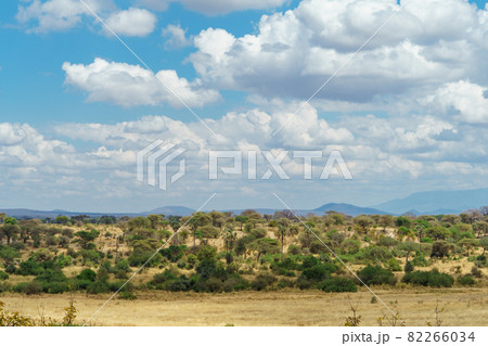 綺麗な青空と雲と樹木が広がるタンザニアのタランギレ国立公園の雄大な風景 82266034