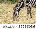 タンザニアのタランギレ国立公園で草を食べるかわいいシマウマのアップ 82266036