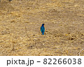 綺麗な青色をしたツキノワテリムクの後ろ姿（タンザニア、タランギレ国立公園） 82266038