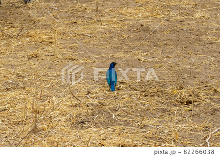 綺麗な青色をしたツキノワテリムクの後ろ姿(タンザニア、タランギレ国立公園) 綺麗な青色をしたツキノワテリムクの後ろ姿(タンザニア、タランギレ国立公園) 82266038
