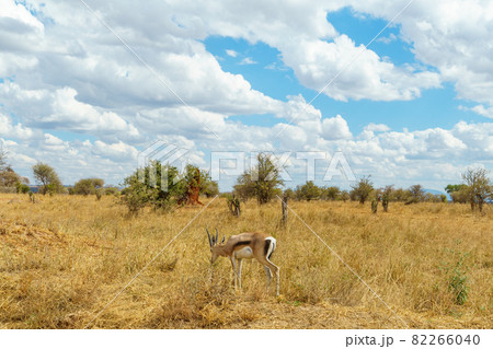 大きな雲が広がる青空と草原と一匹のガゼル(タンザニア、タランギレ国立公園) 大きな雲が広がる青空と草原と一匹のガゼル(タンザニア、タランギレ国立公園) 82266040