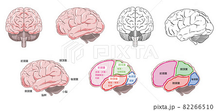 脳の各部位の名称と機能を付記した脳の正面と側面のイラストのイラスト素材