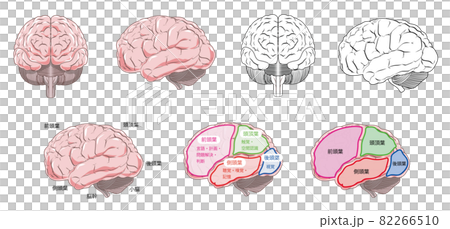 脳の各部位の名称と機能を付記した脳の正面と側面のイラストのイラスト素材