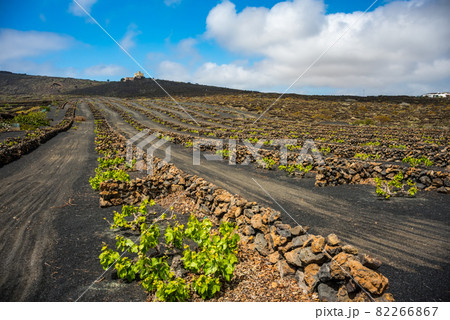 landscape with volcanic vineyards. Lanzarote. Canary Islands. Spain 82266867