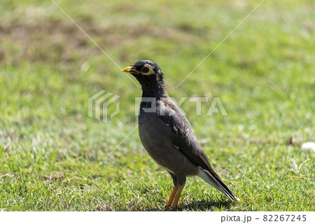 Common Myna bird (Acridotheres tristis) This bird is native to the Indian subcontinent and Asia. 82267245