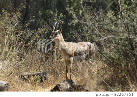 A male mountain gazelle in gazelle valley national park, Jerusalem, Israel. Shooting date 11.09.2021 82267251