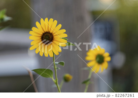 Sunflower natural background, Sunflower blooming, Israel. Jerusalim. 82267261