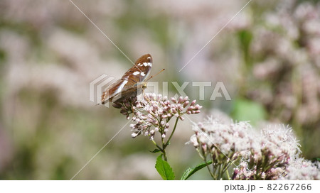 フジバカマの蜜を吸うメスグロヒョウモンの雌 82267266
