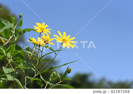 菊イモの花の写真素材