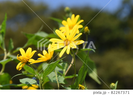 菊イモの花 82267371