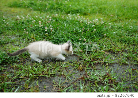 青い目の可愛い野良猫の子猫は水を怖がらず草むらで戯れる 82267640